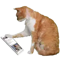 Katzen GIF